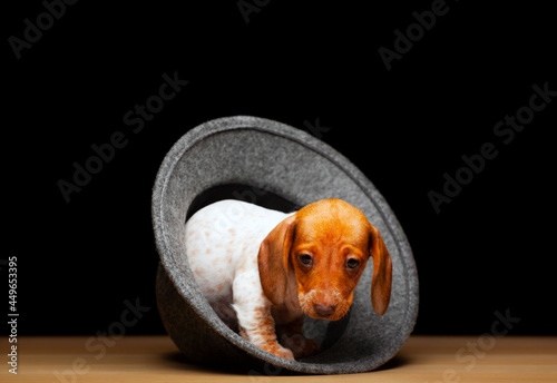 Slika na platnu image of dog hat dark background