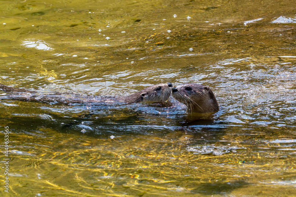 Obraz premium The North American river otter (Lontra canadensis), also known as the northern river otter or common otter