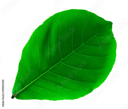 Sea almond leaf ( Terminalia catappa L. ) isolated on white background. With clipping path. photo