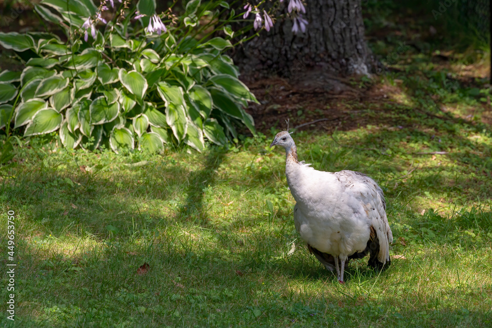 White peafowls are Indian Blue Peafowls (Pavo cristatus) with a rare ...