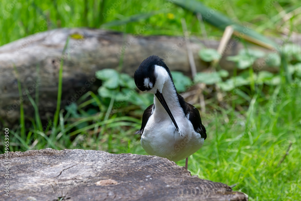 The Black-necked Stilt
(Himantopus mexicanus) in zoopark The Black-necked Stilt
(Himantopus mexicanus) in zoopark