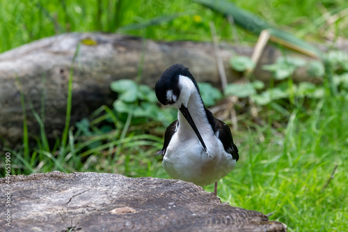 The Black-necked Stilt (Himantopus mexicanus) in zoopark