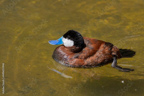 Valokuva The ruddy duck - drake  (Oxyura jamaicensis) is a duck from North America