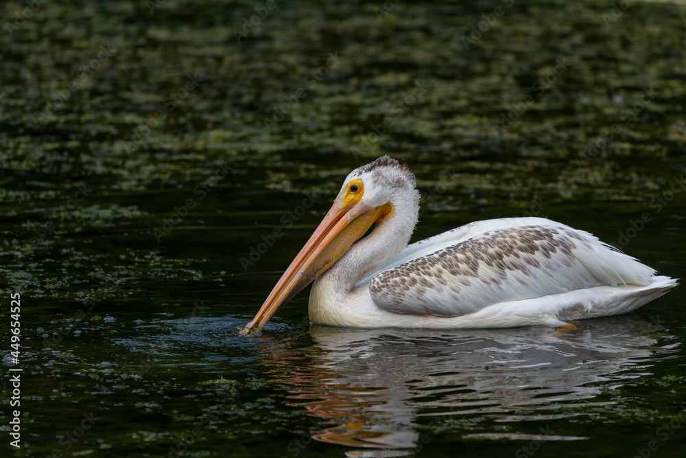 The American white pelican (Pelecanus erythrorhynchos) on the hunt The American white pelican (Pelecanus erythrorhynchos) on the hunt