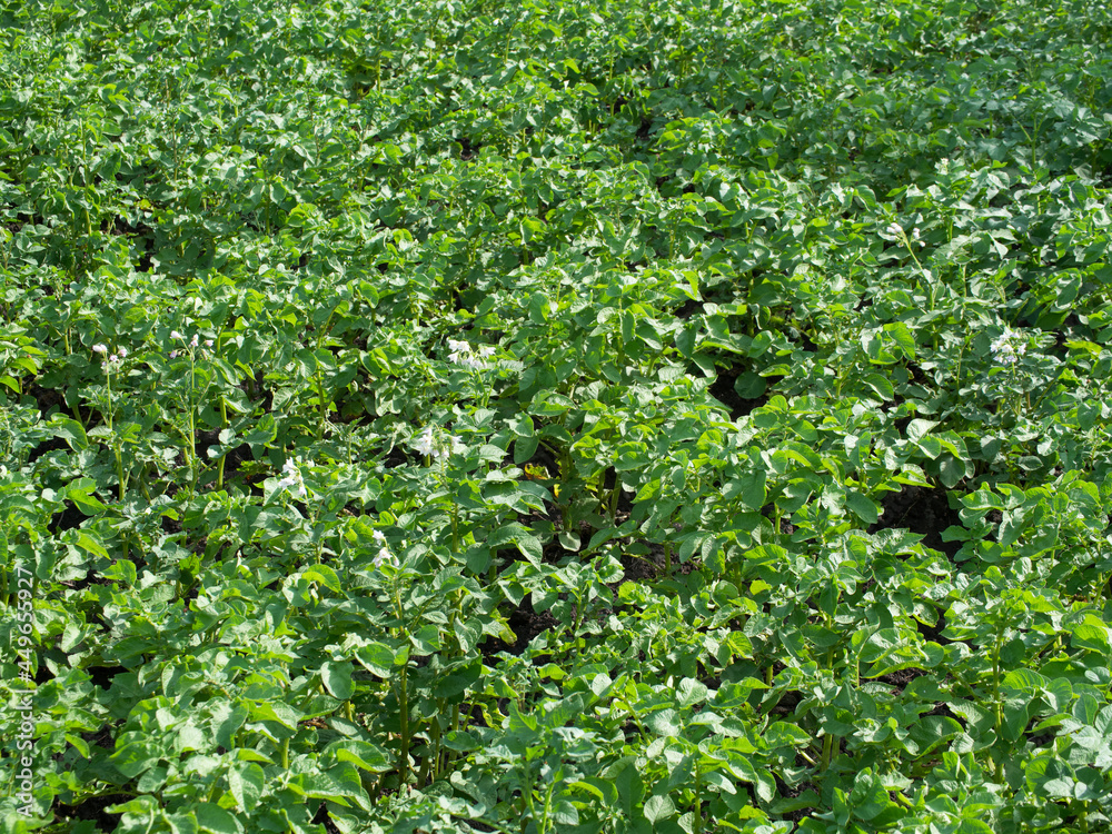 Potato bushes in a vegetable garden. Vegetable bed. Potato bushes in a vegetable garden. Vegetable bed.