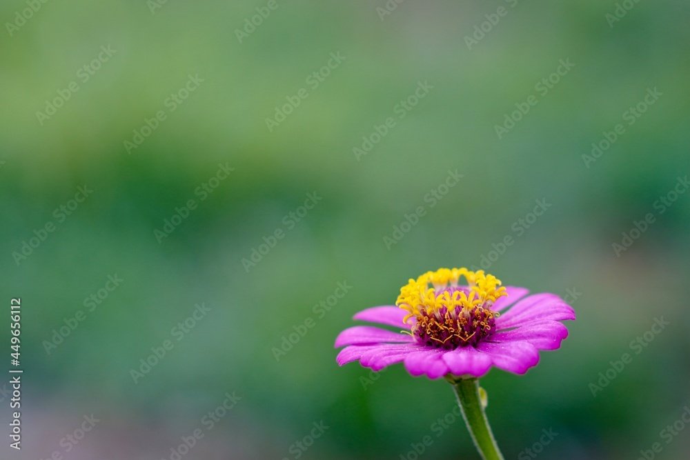 Obraz premium ピンクの花のクローズアップ写真