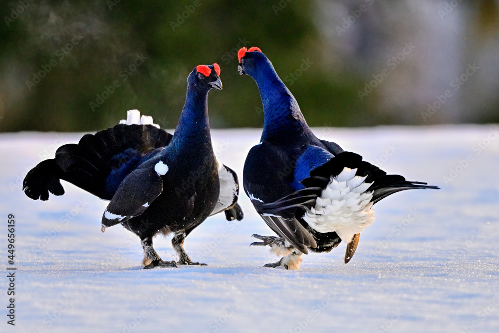 Black grouse. Once the jousting pairs are set, it's time to evaluate the opponent. Black grouse. Once the jousting pairs are set, it's time to evaluate the opponent.
