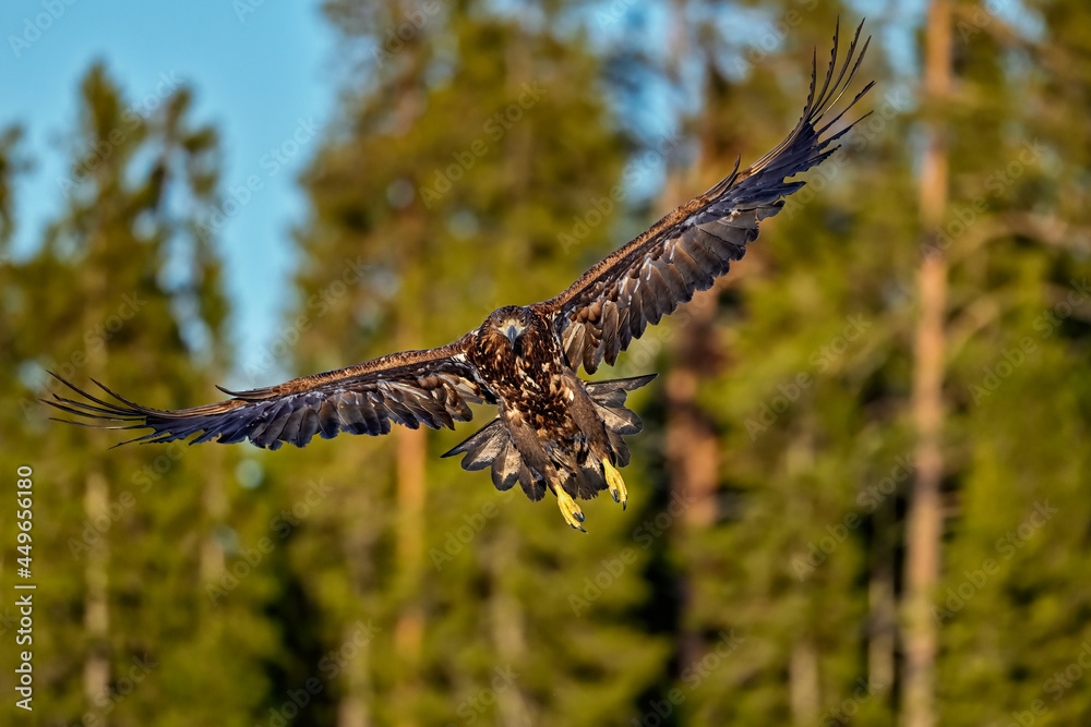Fototapeta premium White-tailed eagle in full swing