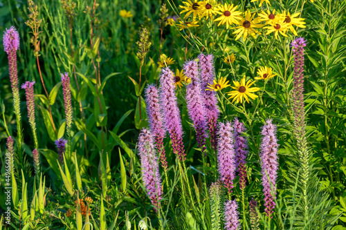 Three English names flowers - Dotted gayfeather also known as Dotted blazingstar and Narrow-leaved blazingstar. Beautiful North American  Native flowers  on the meadow photo