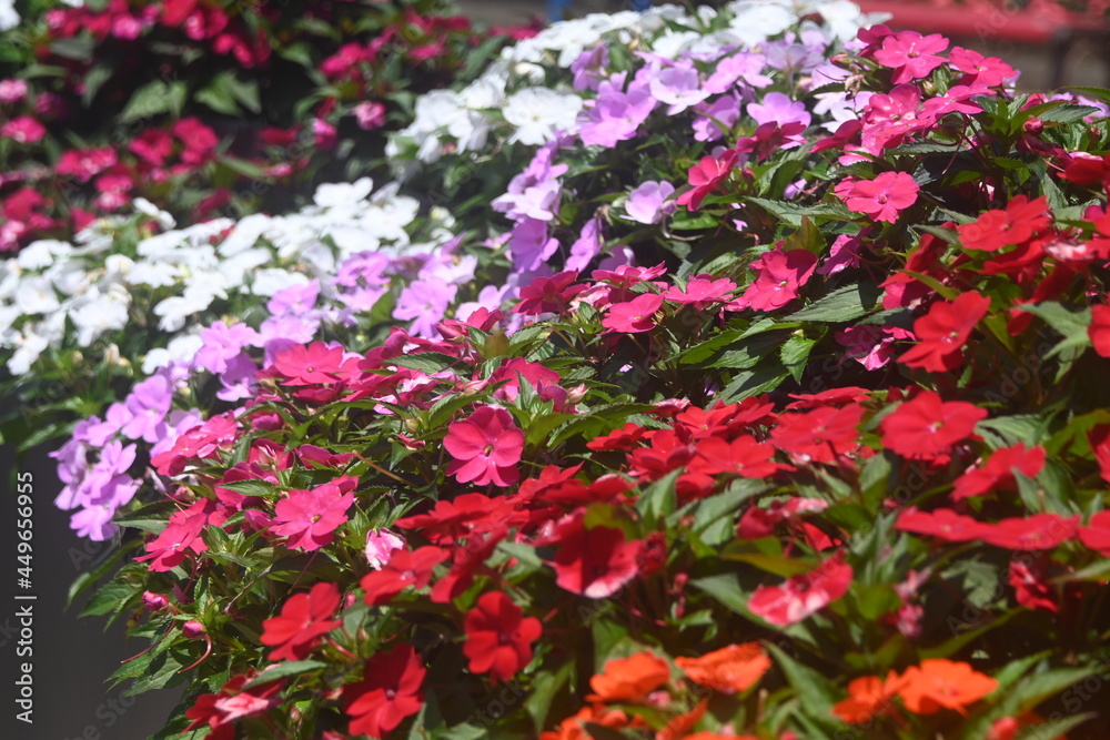 Fototapeta premium 花