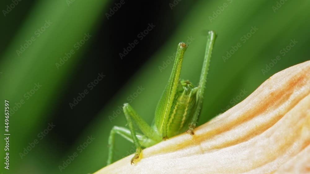 Macro Of The Legs And Ovipositor Of The Common Green Grasshopper. close up Macro Of The Legs And Ovipositor Of The Common Green Grasshopper. close up