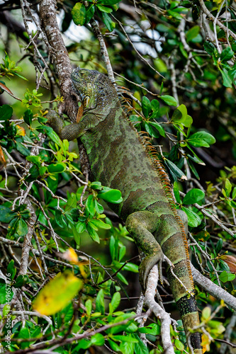 Green iguana  master of disguise