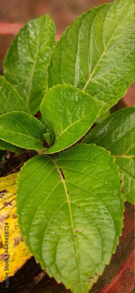 Obraz premium green leaves 