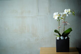 Phalaenopsis Orchid, flowers in flowerpots on the table