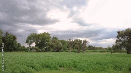 Moving sequence of a fresh green cornfield in Mexico Latin-america in a cloudy day. B-roll concept agriculture healthy organic  