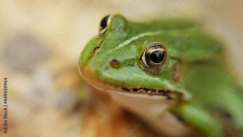 The frog sits on the stone near the pond. Close-up portrait of green amphibian. Slow zoom out. The frog sits on the stone near the pond. Close-up portrait of green amphibian. Slow zoom out.