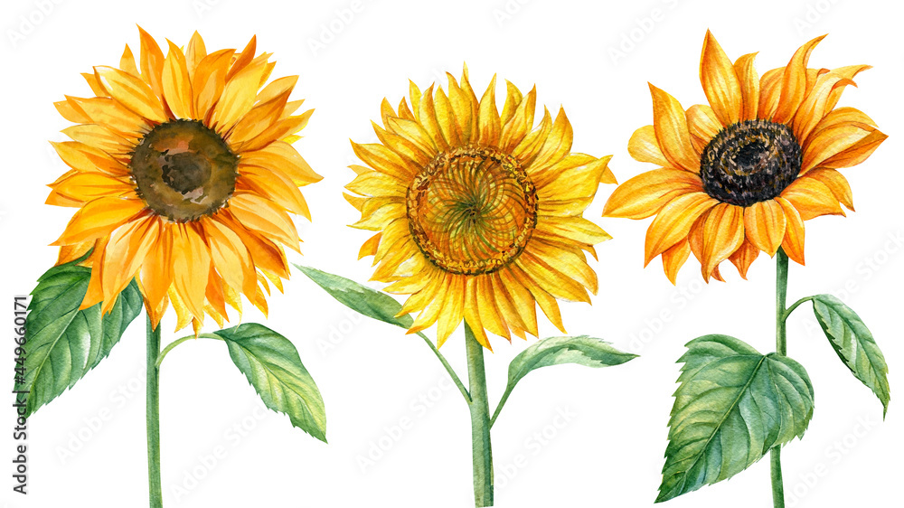 Set sunflowers, watercolor illustration, isolated white background. Summer flowers Set sunflowers, watercolor illustration, isolated white background. Summer flowers