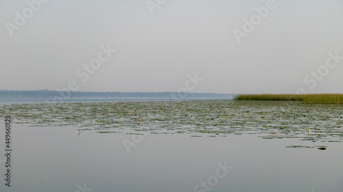 landscape on the lake, water lilies and reeds, reflections in the water