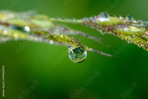 dew on a leaf