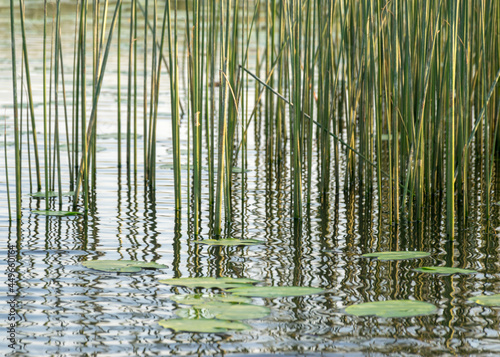 landscape with a calm water surface, water lilies and reeds, reflections in the water