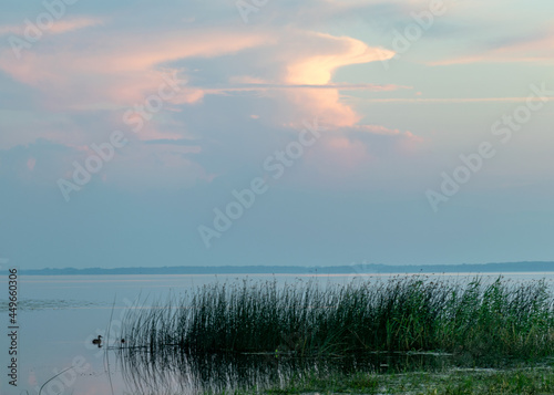 Fototapeta Naklejka Na Ścianę i Meble -  summer landscape on the shore of the lake at dawn, colors in the sky before sunrise, Lake Burtnieki, Latvia