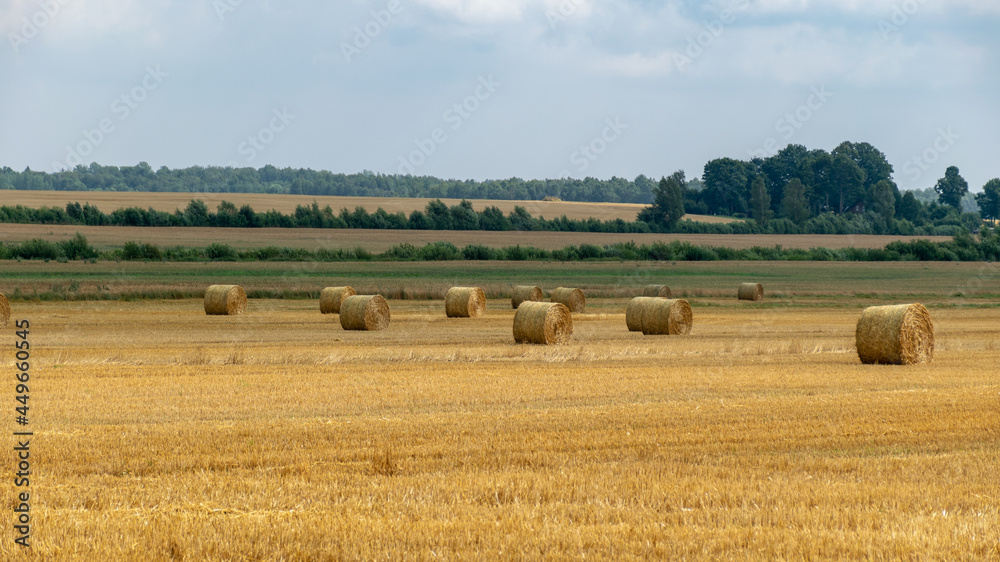 landscape with straw rolls on a fallow field, late summer in nature