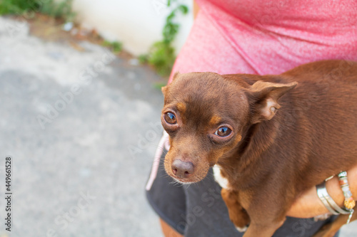 Portrait of a cute brown chiwawa being carried by her owner. Woman holding a chihuahua dog with an arm. Dog owner picking up her little adopted pet. Don't buy, adopt. Adopt, don't shop. 