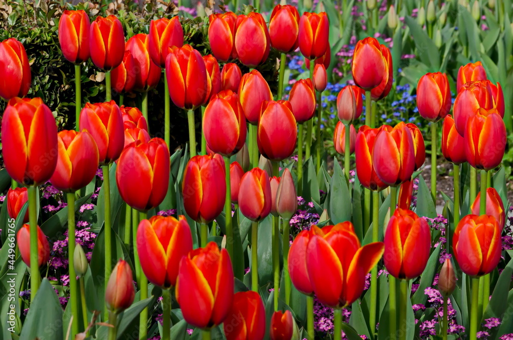 View of beautiful field with blooming red tulips, Sofia, Bulgaria    