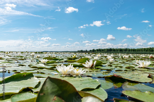water lily meadow, water lilies with green leaves floating on the water surface of a water channel mirror image under a blue sky with white clouds, Lake Burtnieki, Vecate, Latvia © ANDA