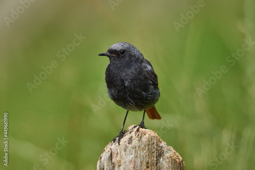 Small black redstart sits on a tree stump © Thomas