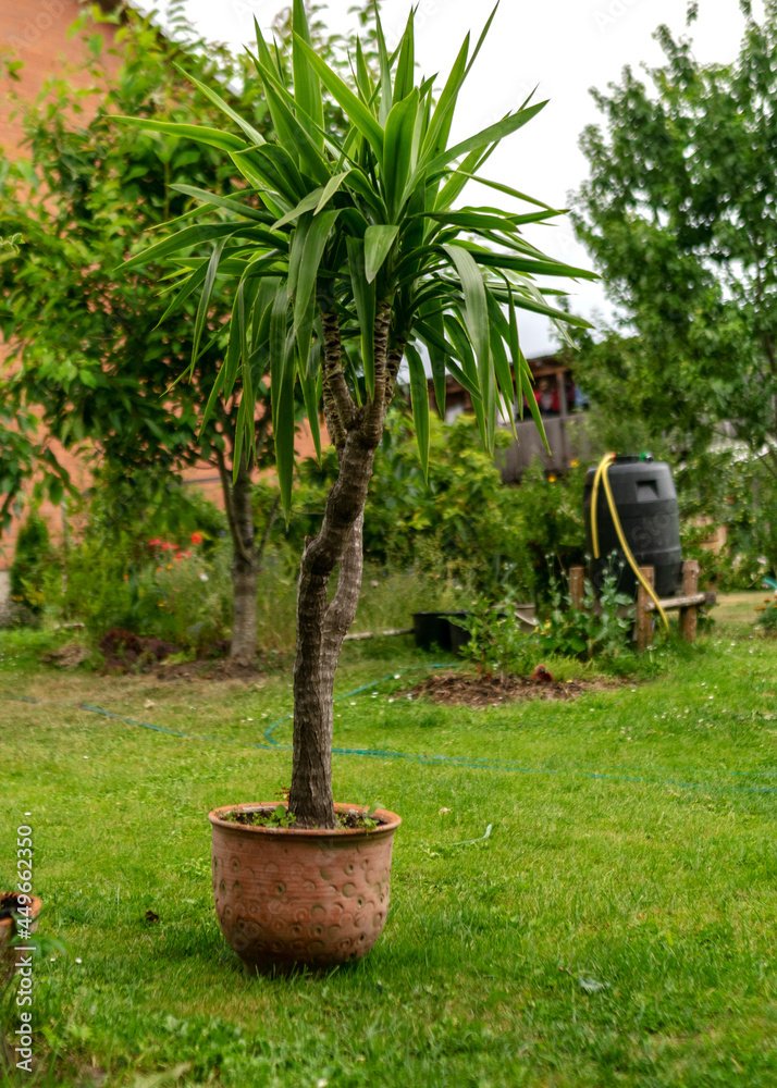 the garden in summer, various plants and flowers, the concept of gardening as a hobby, garden decoration in the background the garden in summer, various plants and flowers, the concept of gardening as a hobby, garden decoration in the background
