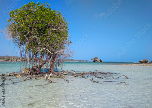 Fototapeta Naklejka Na Ścianę i Meble -  The mangrove tree alone with its beautiful roots