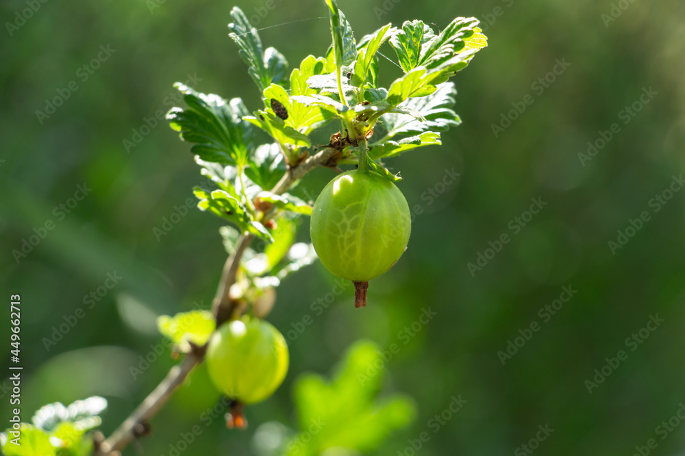 Gather gooseberries on bush branches in the garden Gather gooseberries on bush branches in the garden