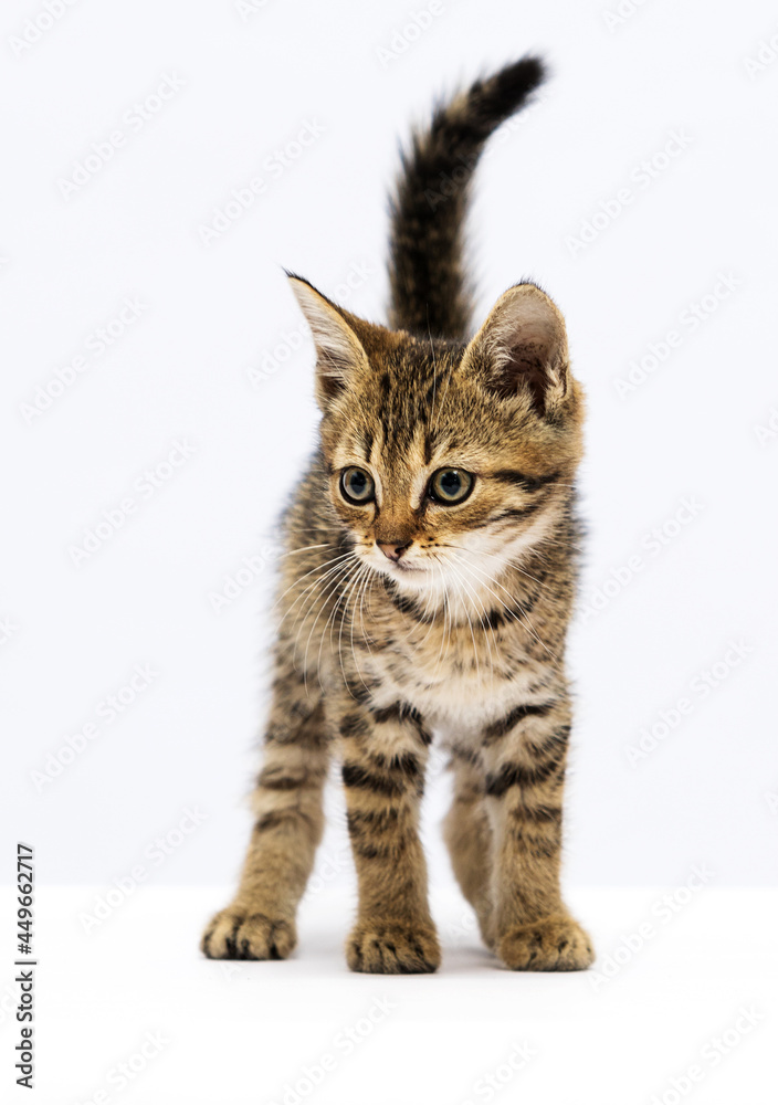 Obraz premium tabby kitten stands on a white background