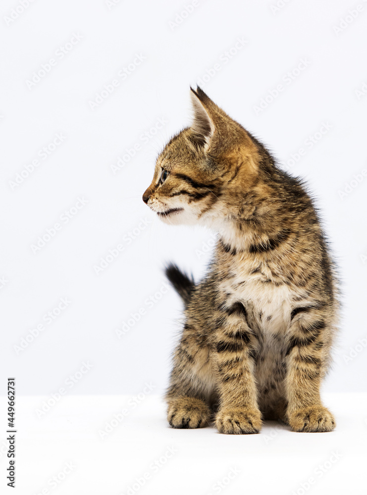 Fototapeta premium tabby kitten looking sideways on a white background