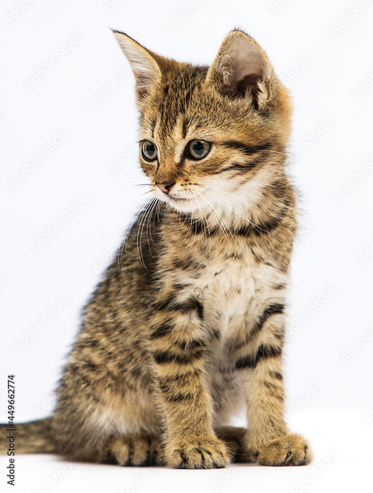 tabby kitten looking sideways on a white background