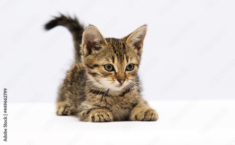 tabby kitten on a white background