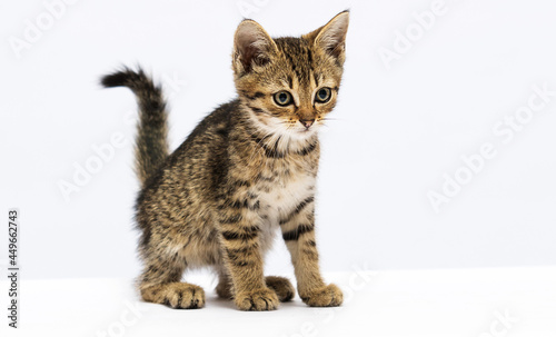 tabby kitten looking sideways on a white background