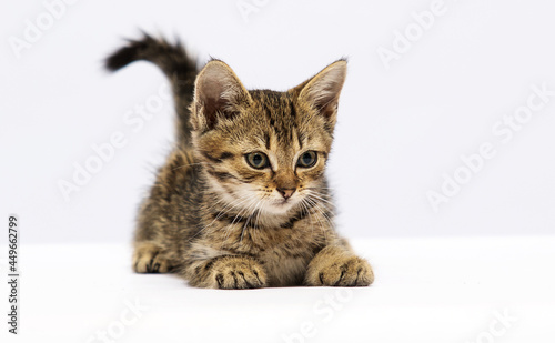 tabby kitten on a white background