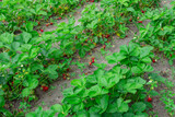 Strawberry plantation in the vegetable garden in the village
