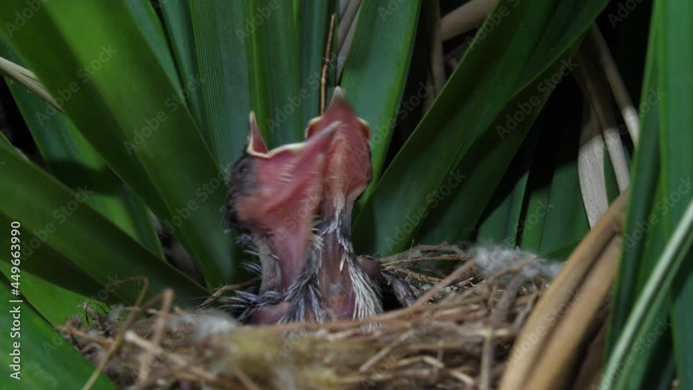 A couple of chicks (Yellow-vented Bulbul – Wenkbrauwbuulbuul – Pycnonotus goiavier) are waiting for their parents. Birds of Bali. A couple of chicks (Yellow-vented Bulbul – Wenkbrauwbuulbuul – Pycnonotus goiavier) are waiting for their parents. Birds of Bali.