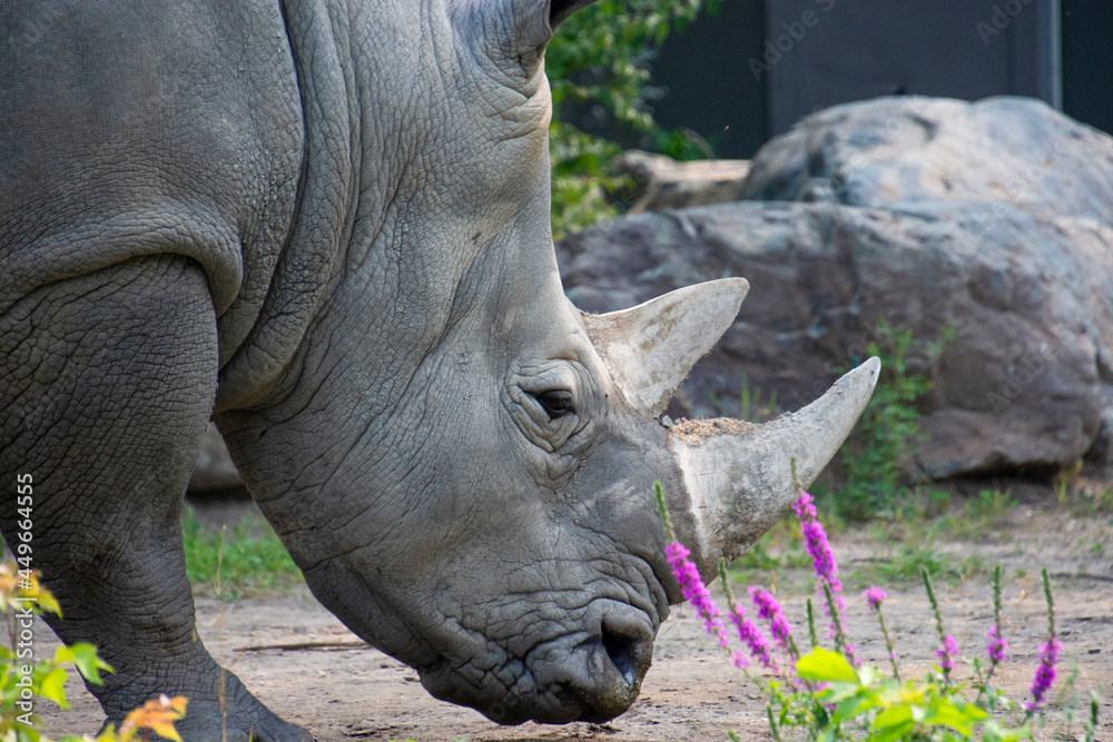 Beautiful  rhinoceros in the zoological park of Granby, province of Quebec, Canada 