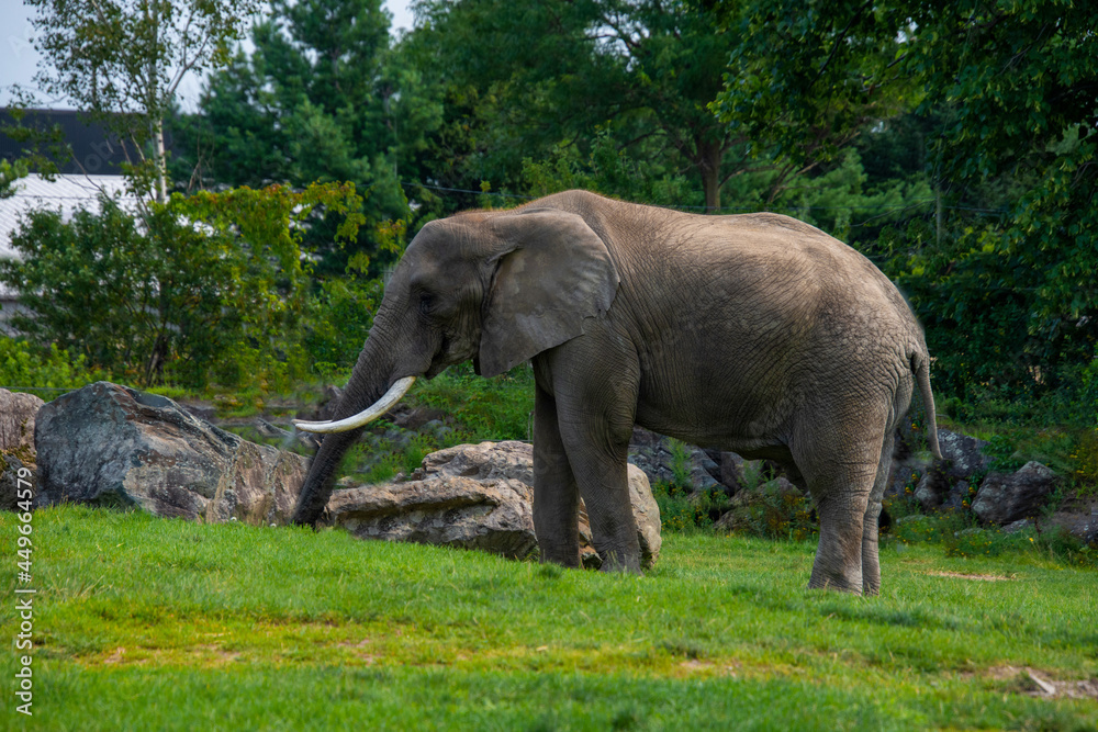 Beautiful elephant in the zoological park of Granby, province of Quebec, Canada 