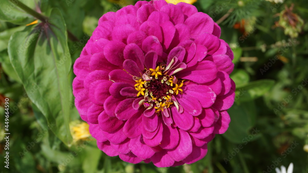 Obraz premium flower