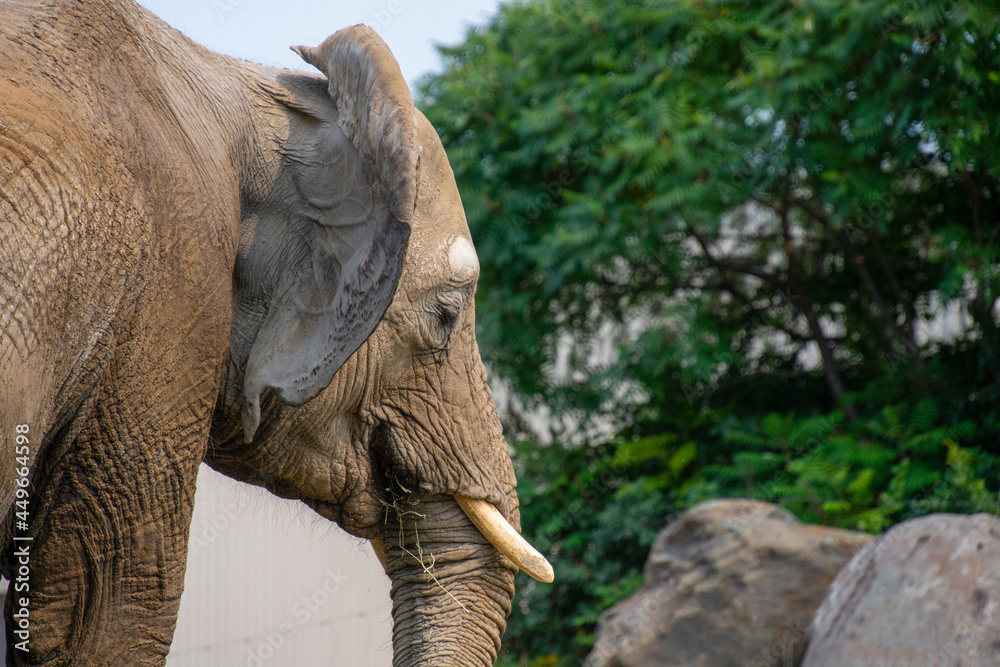 Naklejka premium Beautiful elephant in the zoological park of Granby, province of Quebec, Canada 
