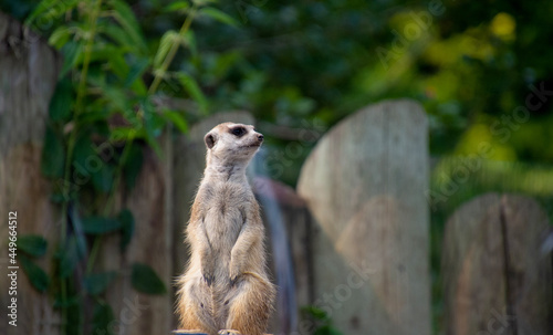 Beautiful meerkat in the zoological park of Granby, province of Quebec, Canada 