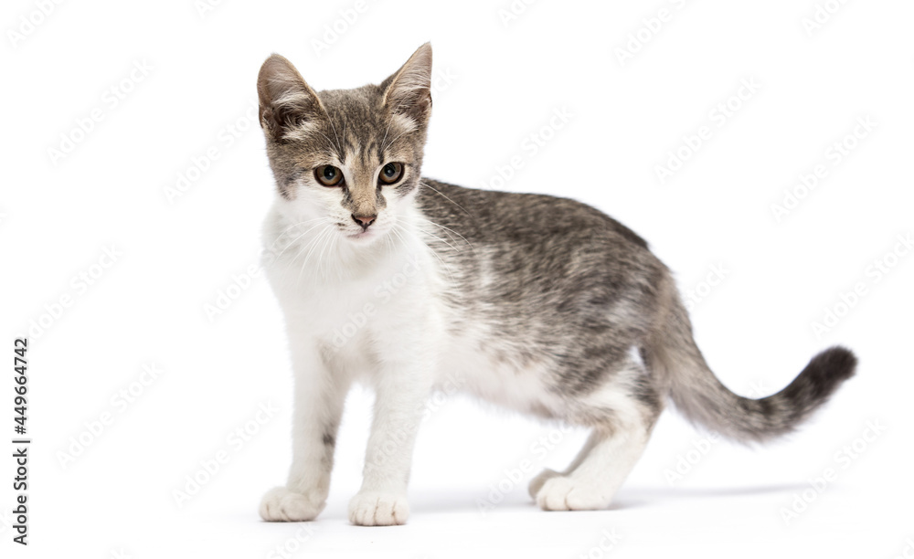cat on a white background cat on a white background