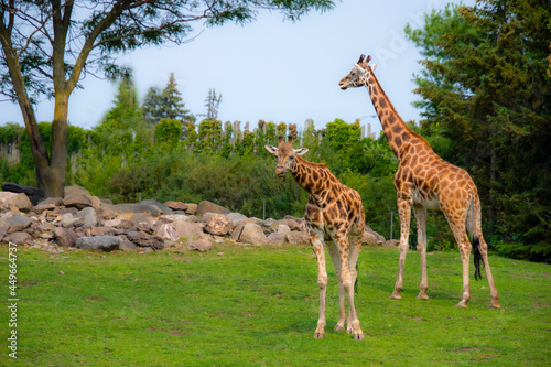 Photography Beautiful giraffe in the zoological park of Granby, province of Quebec, Canada