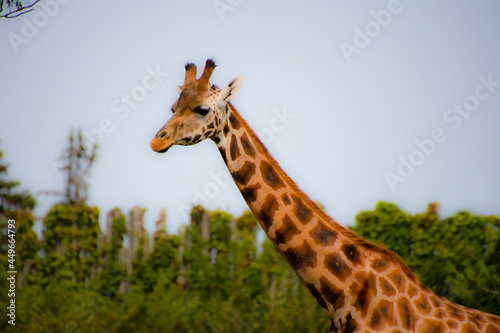 Beautiful giraffe in the zoological park of Granby  province of Quebec  Canada 