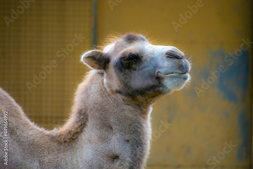 Beautiful camel  in the zoological park of Granby, province of Quebec, Canada  photo